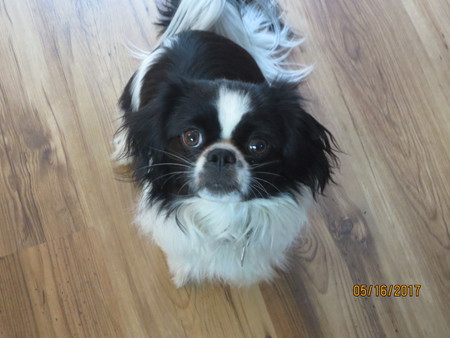 Entry image for Milo. Clicking this image will show a larger photo