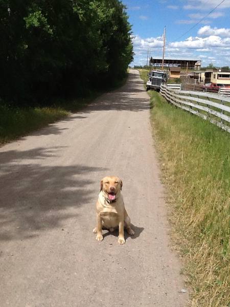 Entry image for Rocky. Clicking this image will show a larger photo