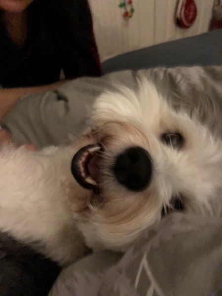 Entry image for Lulu. Clicking this image will show a larger photo