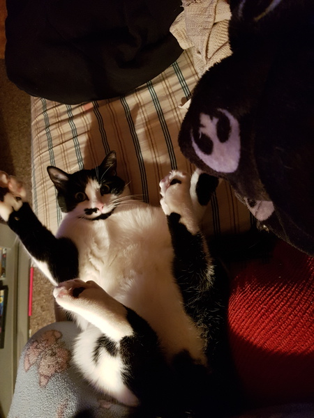 Entry image for Ron. Clicking this image will show a larger photo