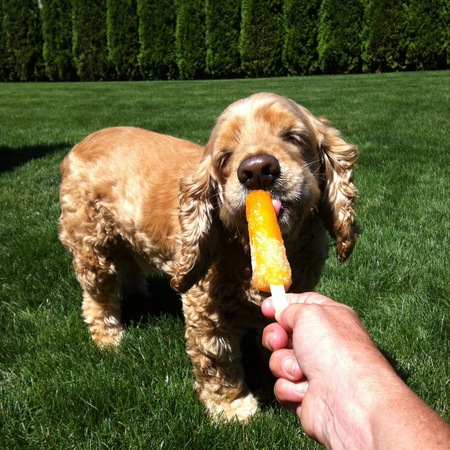 Entry image for Tanner. Clicking this image will show a larger photo