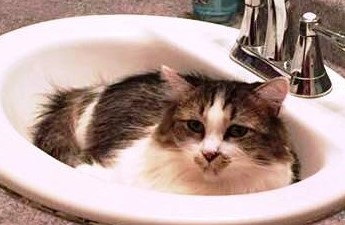 Entry image for Chloe. Clicking this image will show a larger photo