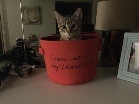 Entry image for Ginger. Clicking this image will show a larger photo