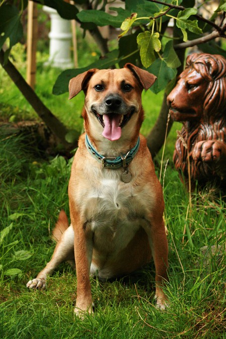 Entry image for SIMBA. Clicking this image will show a larger photo