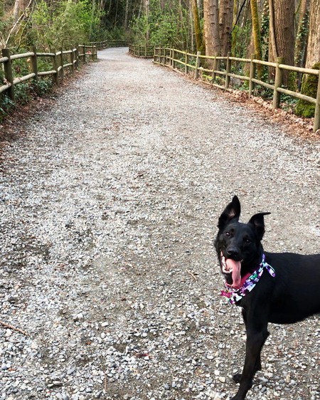 Entry image for Boo. Clicking this image will show a larger photo