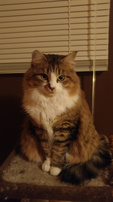 Entry image for Mikki. Clicking this image will show a larger photo