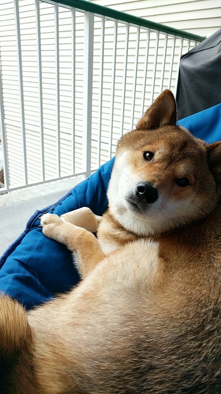 Entry image for Romeo. Clicking this image will show a larger photo