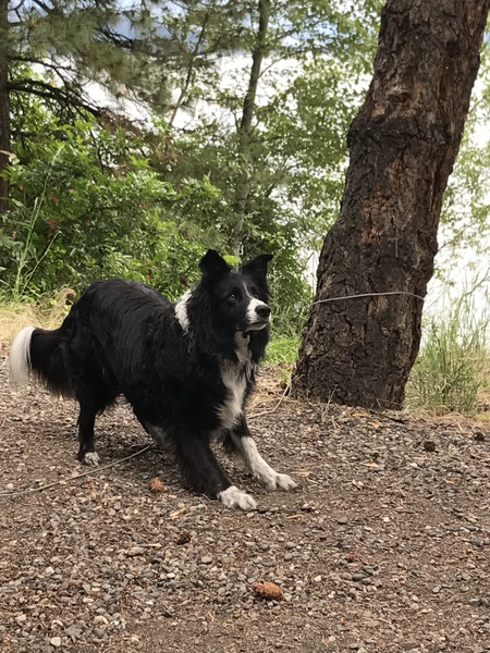 Entry image for Abbey. Clicking this image will show a larger photo