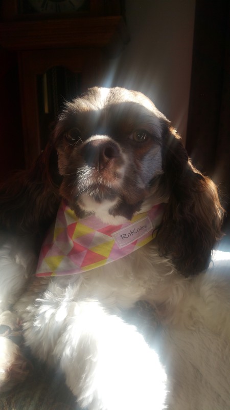 Entry image for Willow. Clicking this image will show a larger photo