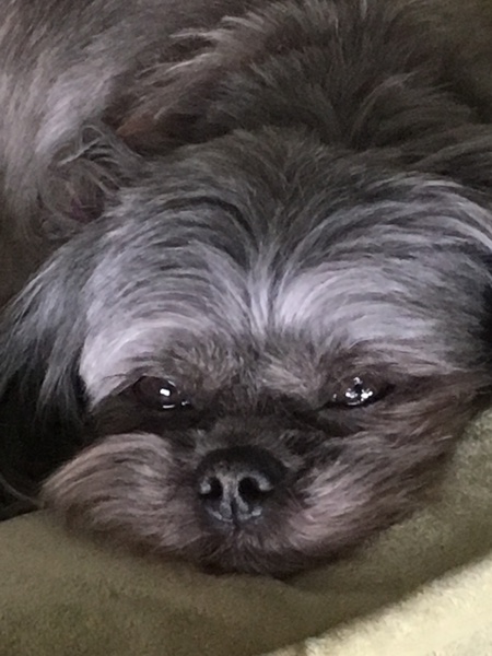 Entry image for Maggie. Clicking this image will show a larger photo