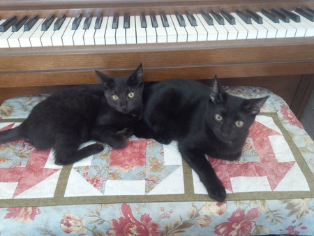 Entry image for Scrappy and Allie. Clicking this image will show a larger photo