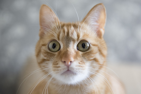 Entry image for Apricot. Clicking this image will show a larger photo