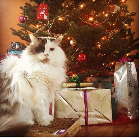 Entry image for Pickles . Clicking this image will show a larger photo