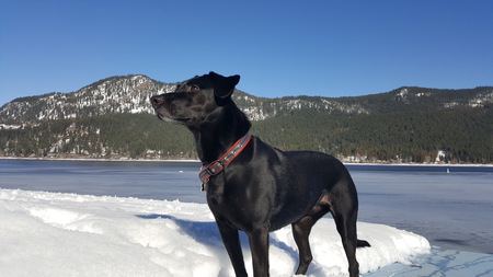 Entry image for Molly. Clicking this image will show a larger photo