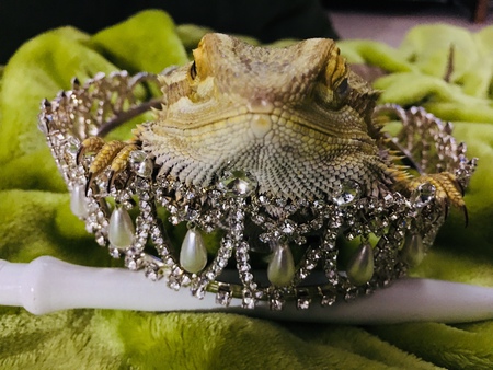 Entry image for Mr ZZ Top. Clicking this image will show a larger photo