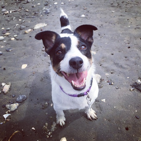 Entry image for Abby. Clicking this image will show a larger photo