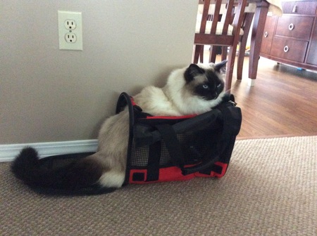 Entry image for Coco. Clicking this image will show a larger photo