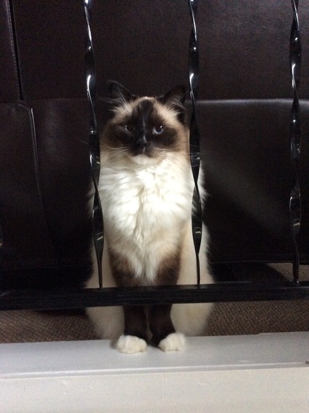 Entry image for Coco. Clicking this image will show a larger photo