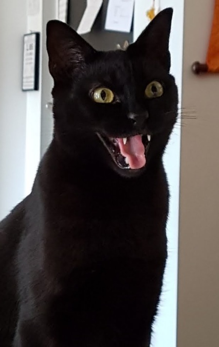 Entry image for Toothless Nightfury Edward Spitfyre. Clicking this image will show a larger photo