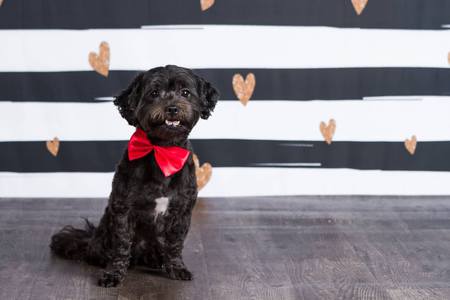 Entry image for Hoover. Clicking this image will show a larger photo