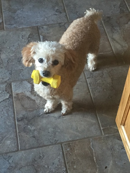 Entry image for Wiley. Clicking this image will show a larger photo