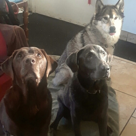 Entry image for Left to right...Reese, Bo and Ty. Clicking this image will show a larger photo