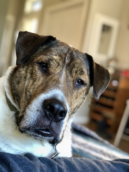 Entry image for Cooper. Clicking this image will show a larger photo