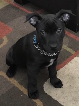 Entry image for BENJI. Clicking this image will show a larger photo