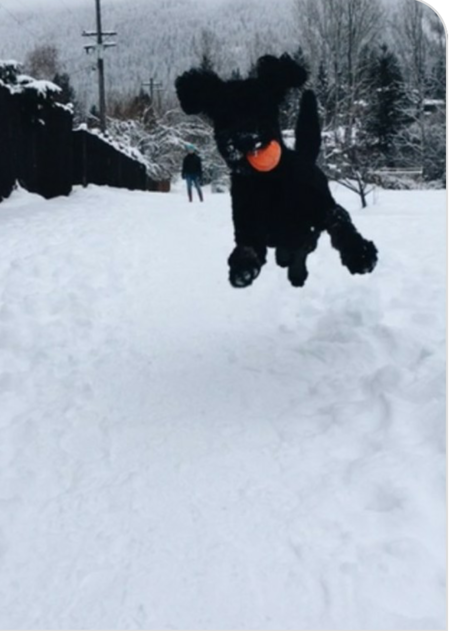 Entry image for Marley . Clicking this image will show a larger photo