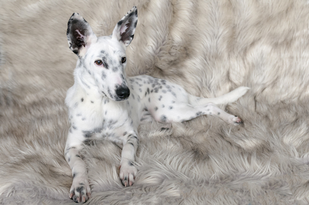 Entry image for Ellie Maya. Clicking this image will show a larger photo