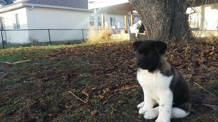 Entry image for Hela. Clicking this image will show a larger photo