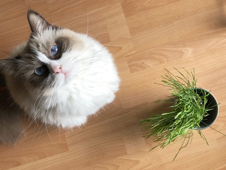 Entry image for King Arthur Pendragon (Arthur) . Clicking this image will show a larger photo