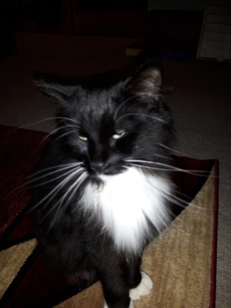 Entry image for Bigfoot. Clicking this image will show a larger photo