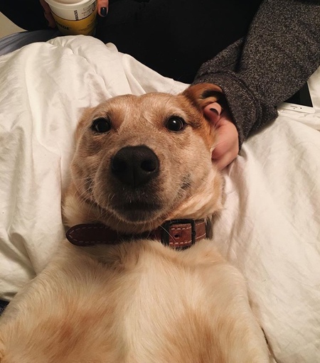 Entry image for Rusty. Clicking this image will show a larger photo