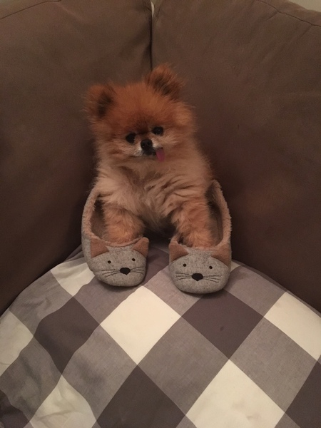 Entry image for Turkey. Clicking this image will show a larger photo