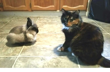 Entry image for Rosie(cat) George (bunny). Clicking this image will show a larger photo