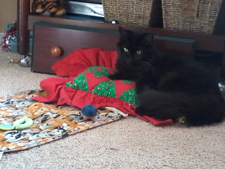 Entry image for Sassy. Clicking this image will show a larger photo