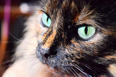 Entry image for Buttercup. Clicking this image will show a larger photo