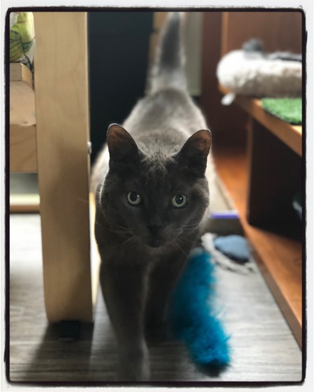 Entry image for Ellen Wooshtail. Clicking this image will show a larger photo