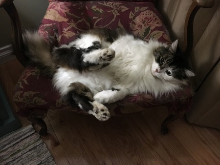 Entry image for Lucky. Clicking this image will show a larger photo