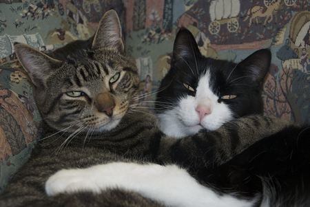 Entry image for Adraeo and Finnegan. Clicking this image will show a larger photo