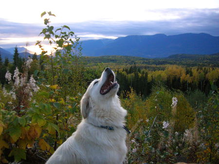 Entry image for Annikin. Clicking this image will show a larger photo