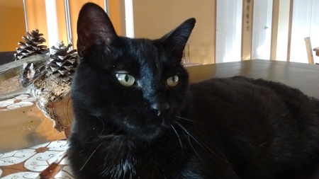 Entry image for Shadow. Clicking this image will show a larger photo