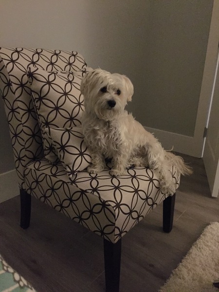 Entry image for Bailey. Clicking this image will show a larger photo