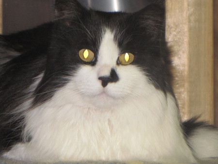 Entry image for Flicker. Clicking this image will show a larger photo