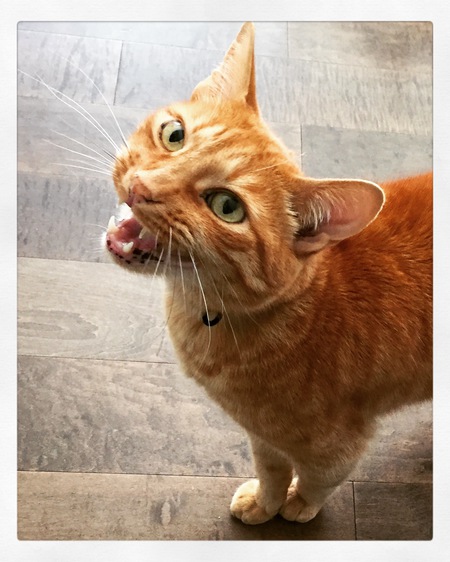 Entry image for Elliott the Magical Dragon ("Elliott"). Clicking this image will show a larger photo