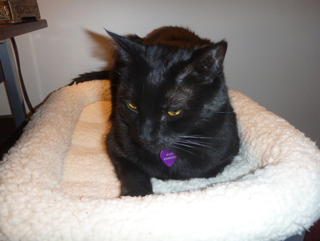 Entry image for Maya. Clicking this image will show a larger photo