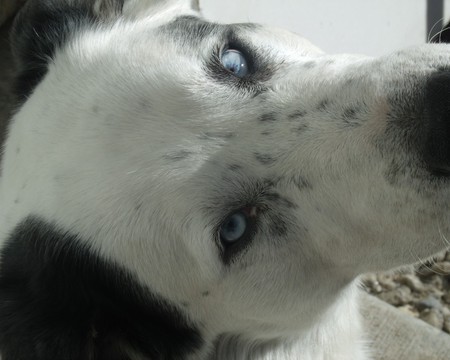 Entry image for Snoopy. Clicking this image will show a larger photo