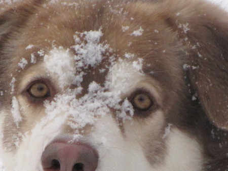 Entry image for Beau. Clicking this image will show a larger photo