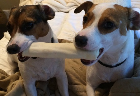 Entry image for Beanie and Charlie. Clicking this image will show a larger photo